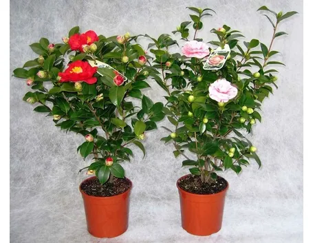 Due esemplari di camelia in vaso