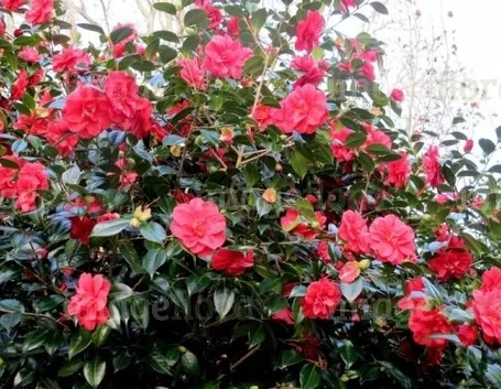 Pianta di camelia invernale