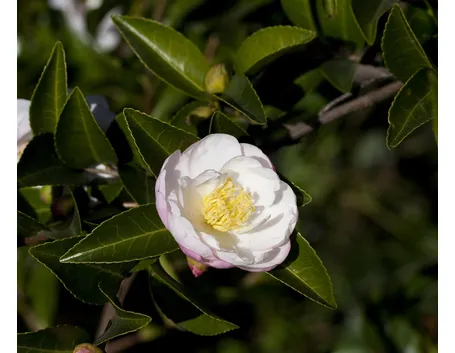 Camelia japonica.