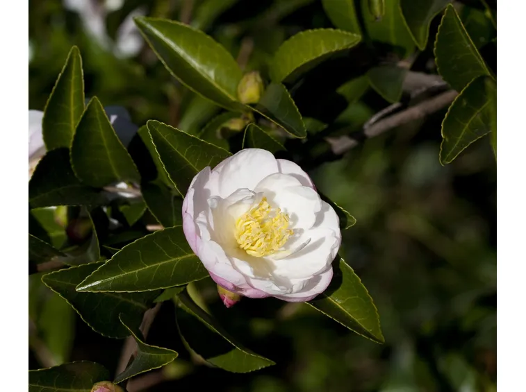 Camelia japonica.