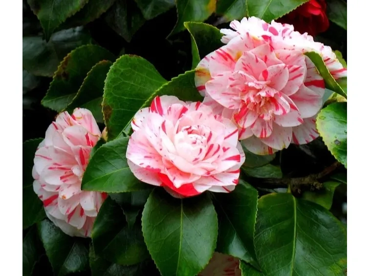 Camelia japonica.