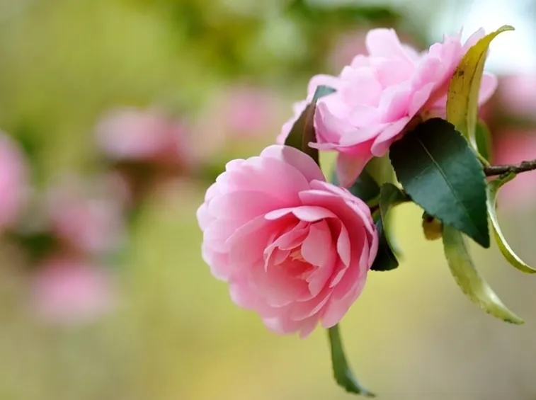 Camelia japonica.