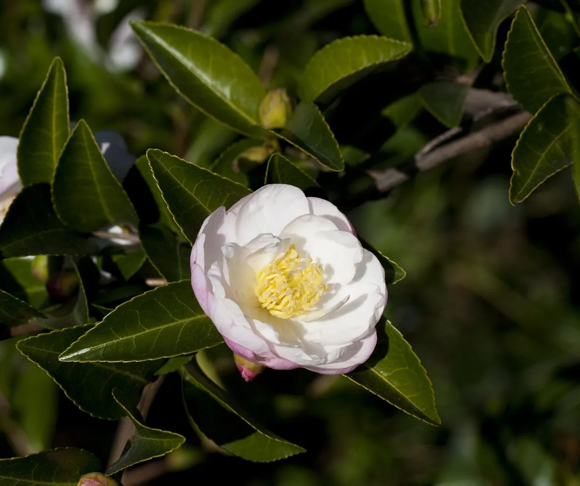 Camelia japonica.