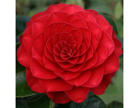 il primo piano di una camelia rossa
