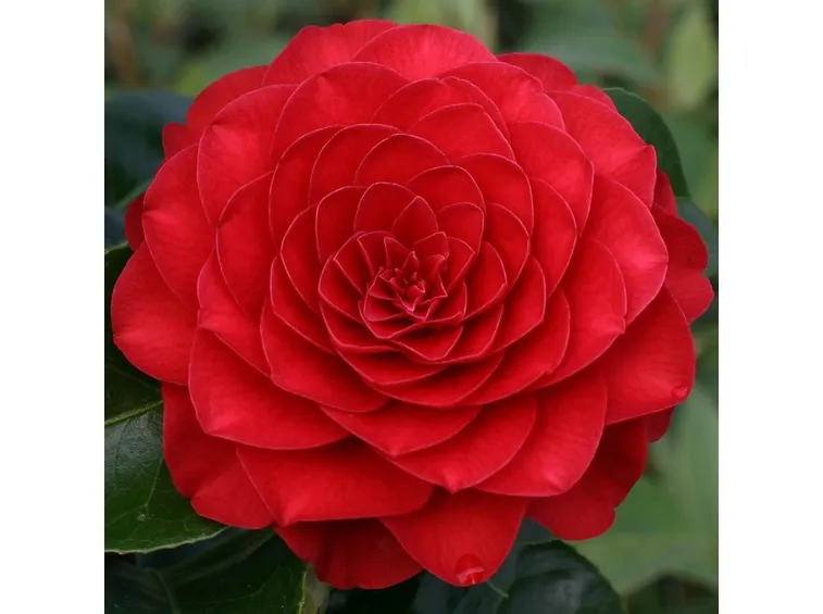 il primo piano di una camelia rossa
