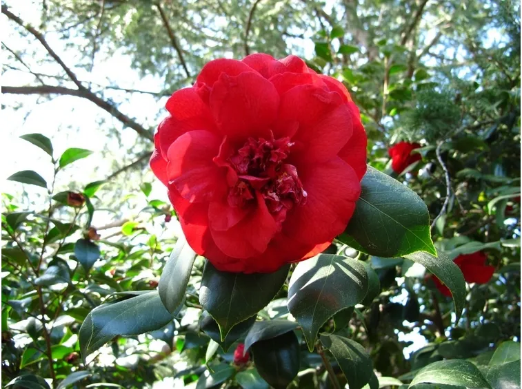 una magnifica camelia rossa spicca tra i rami