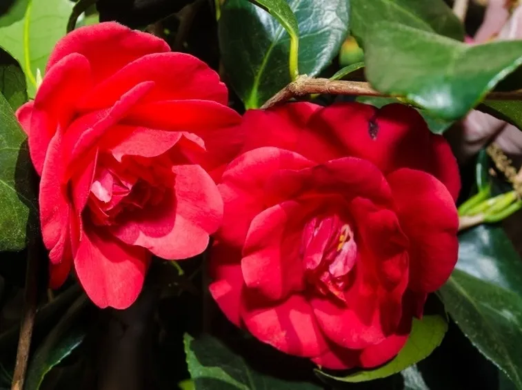 una splendida coppia di camelie