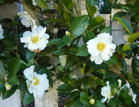 Fiore di Camelia sasanqua