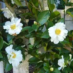 Fiore di Camelia sasanqua