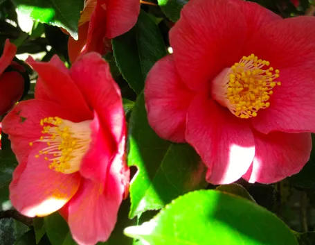 camelia1