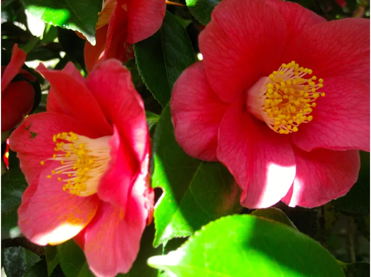 camelia1