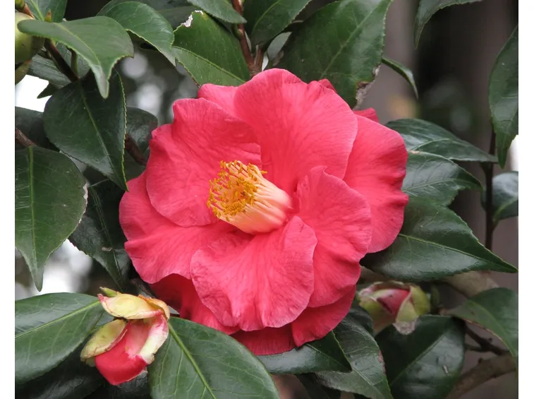 camelia3