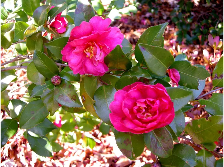 camelia5