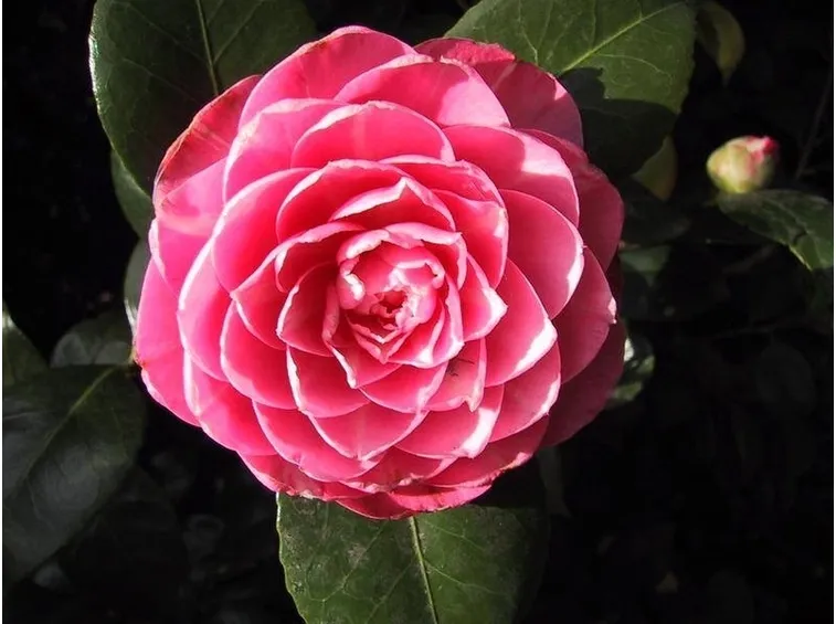 camelia rosa
