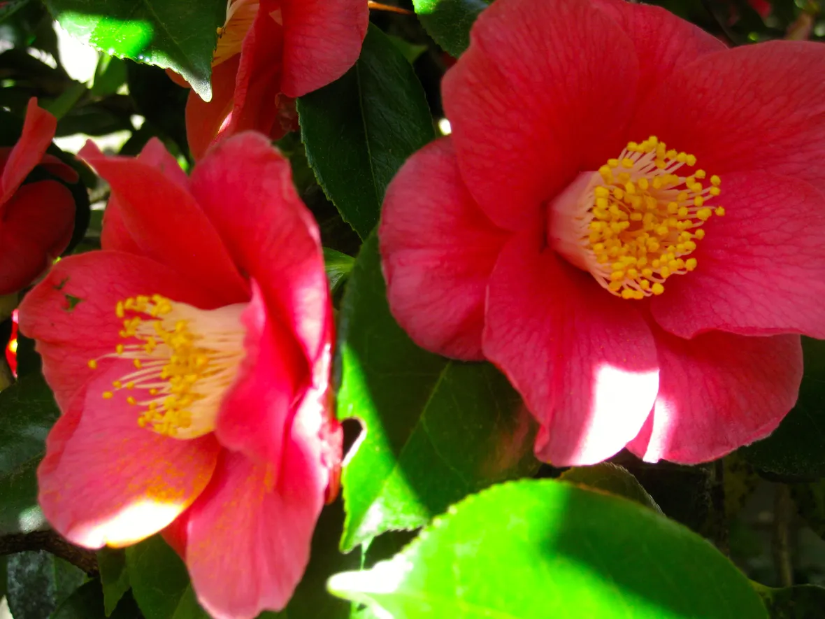 camelia1