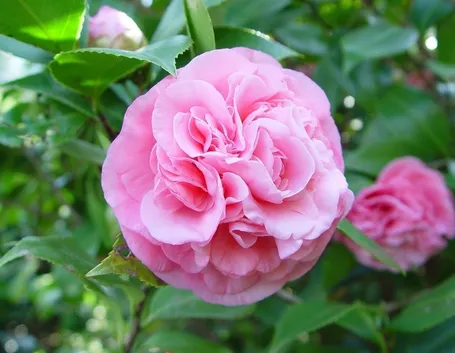 Camellia japonica.