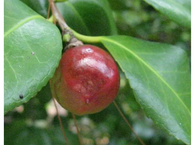 Frutto di camellia japonica.