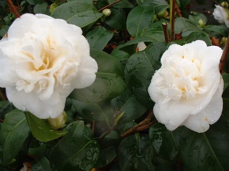 Camellia japonica.