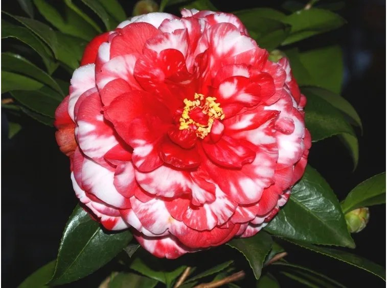 Camellia japonica.