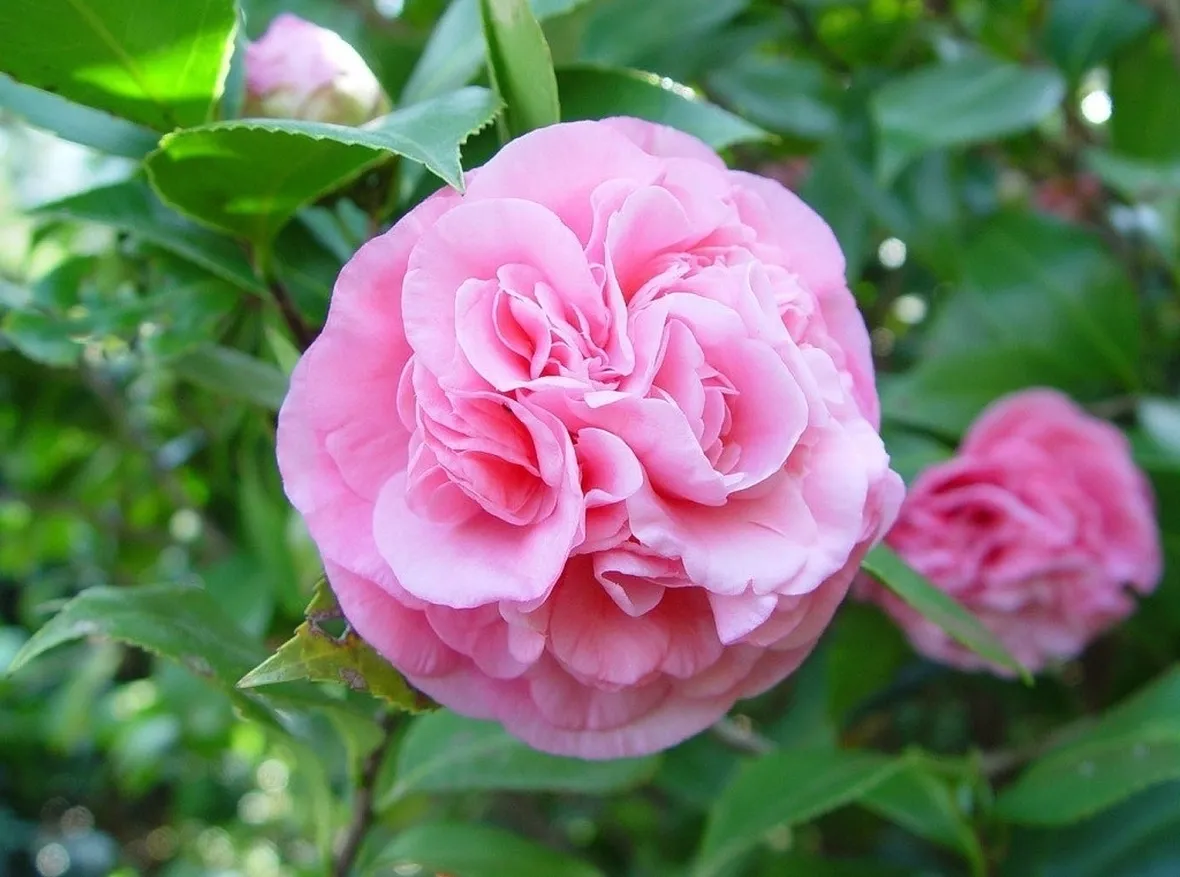 Camellia japonica.