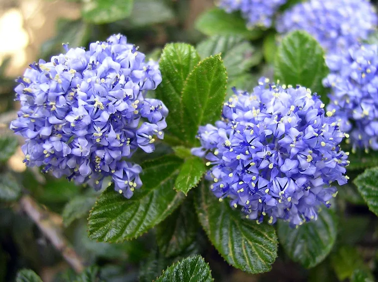 Fiori ceanoto