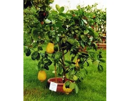 cedro1