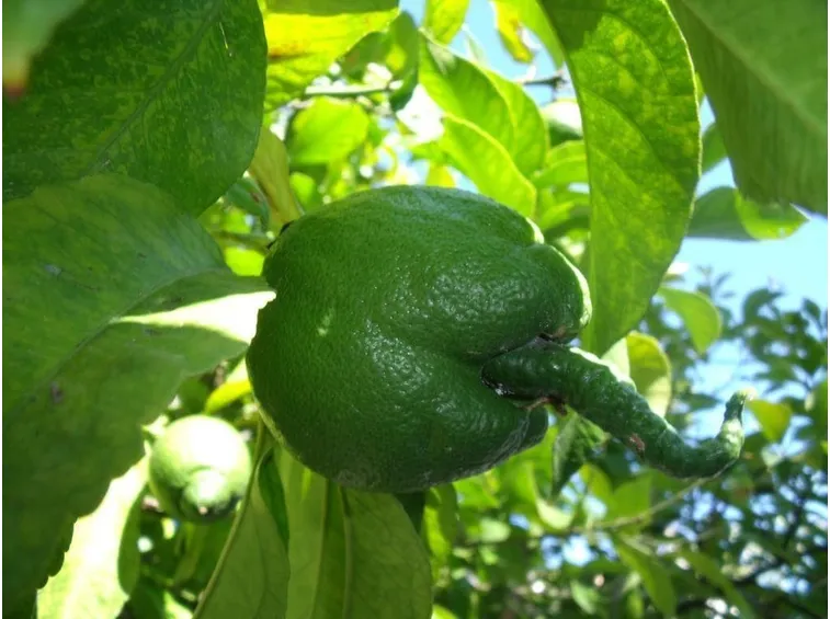 cedro2