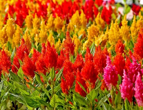 Piante celosia