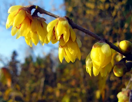 Chimonanthus praecox in fiore
