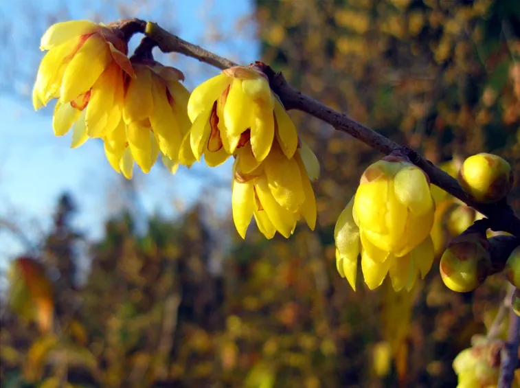 Chimonanthus praecox in fiore
