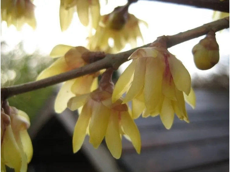 Particolare del fiore di calicanto