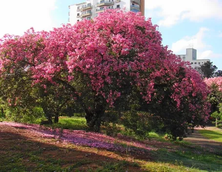 Chorisia speciosa