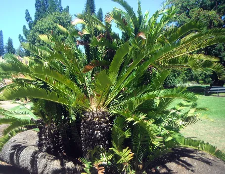 Cycas terreno