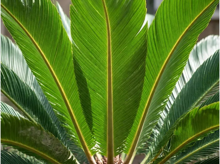 Foglie cycas
