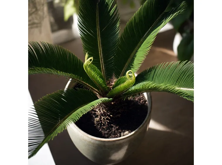 Cycas revoluta