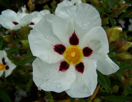 Fiore cistus
