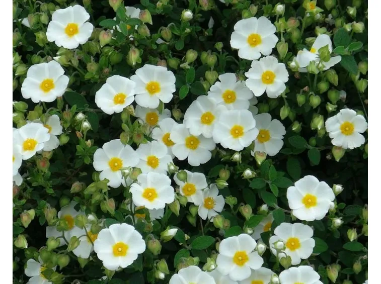 Cistus Salvifolius Prostratum