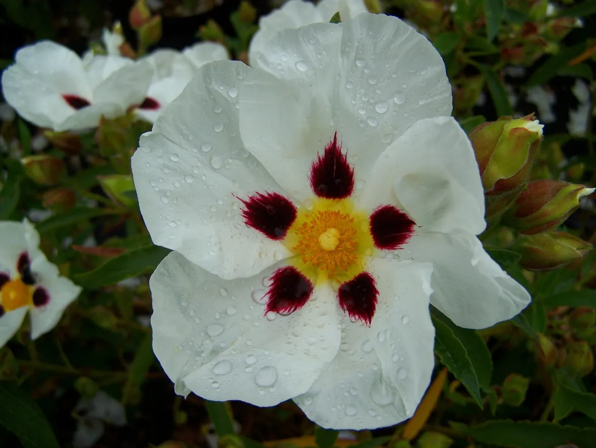 Fiore cistus