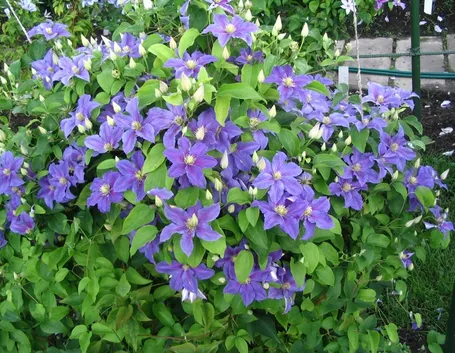 Clematide giardino