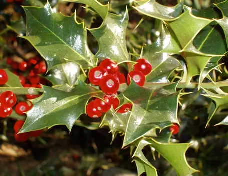 Agrifoglio frutti