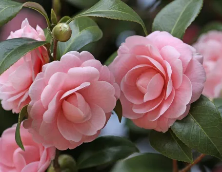 Camelia rosa