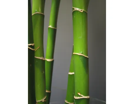 Canne di bambù