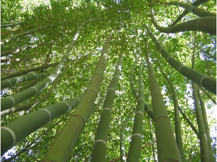 Bambù