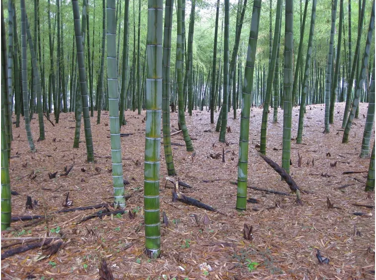 Piante di bambù