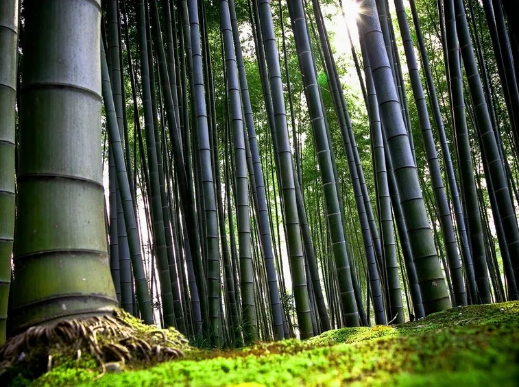 Foresta di bambù