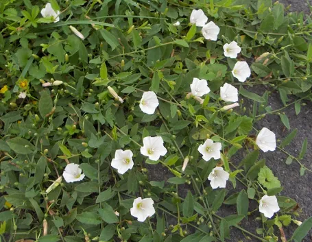 Convolvolo in fiore