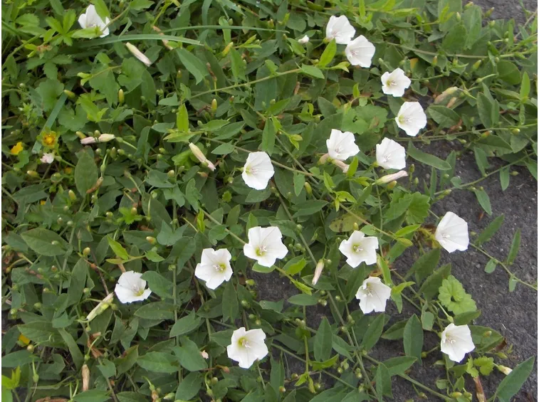 Convolvolo in fiore