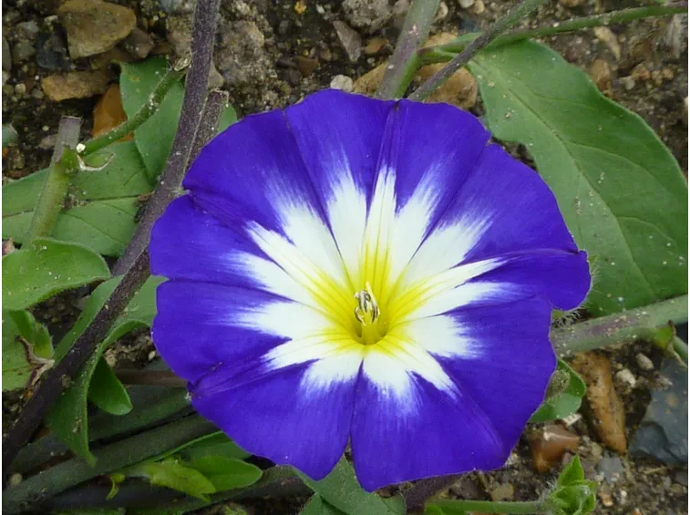 Fiore di Convolvulus tricolor