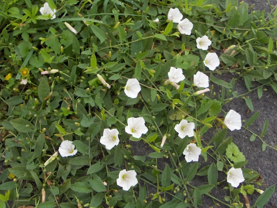Convolvolo in fiore