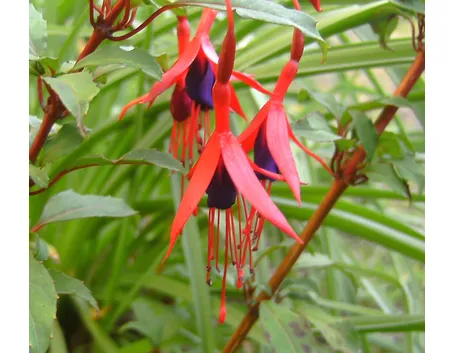 Fuchsia magellanica, la più coltivata